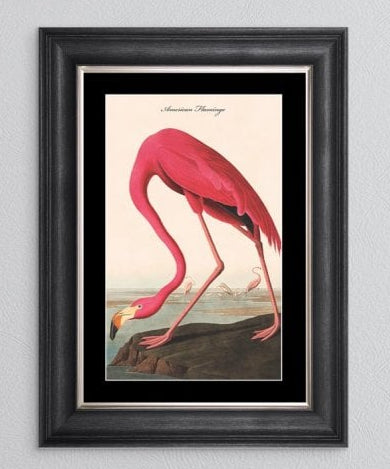 American Flamingo Art Vegas Frame 55x75cm